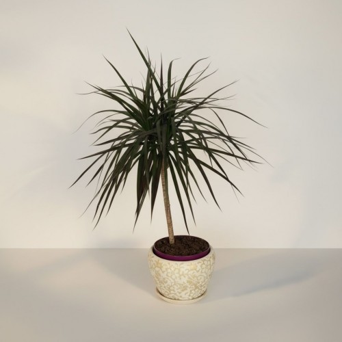 Özel Saksılı Tekli Margarita